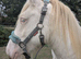 Cremello hermits bred colt