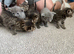 Kittens