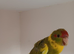 Kakariki - Hand Tame - Baby Kakarikis