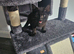 14 WEEK BRITISH LONGHAIR BLACK BOY FOR SALE
