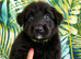 Beautiful puppies german shepherds