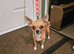 APPLE HEAD CHIHUAHUA BOY.