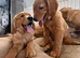 Ready for their new loving homes