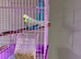 Male opaline budgie