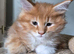 Boys Maine Coon