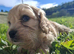 Cavachon puppies for sale 2 Boys Left