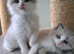 Beautiful TICA Registered