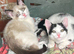 Kittens for sale