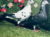 Colour racing pigeons