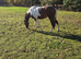 British warmblood filly