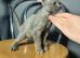 Devon Rex Pedigree GCCF Registered Active in Leeds