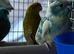 Stunning young Kakariki for sale