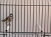Males goldfinches available