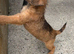 Lakeland terriers