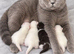 British Shorthair kittens BSH £350