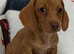 Stunning KC Registered Girl ready Now