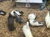 Good pigeons sale