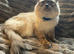 Proven Lilac Ragoll Male 2 years old rehoming