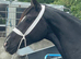 16hh registered Welsh partbred