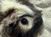 Pet Sow