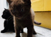  cat for sale A mix between Siamese and British shorthair