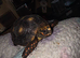 Young Male Redfoot Tortoise