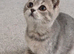 TICA Stunning affectionate Scottish