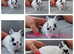 Netherland dwarf babies available for reserve