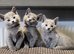 Pure Russian Blue kittens for sale