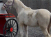 Cremello welsh section d colt (future stallion)