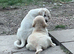 Alabai Puppies (Central Asian Shepherd)