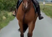 Tb 4year old gelding ror novice ride