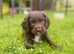 Exceptionally well bred sprocker pups