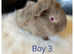 Baby guinea pigs for sale- beautiful colours, and condition.