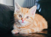 Gorgeous Ginger Ragdoll Bengal kittens ready for loving new homes