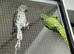 Breeding Pair Ringnecks