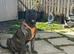 Presa pups ready for their forever home