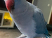 Tame Blue male Ringneck