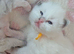 TICA Blue Bicolor/Mitted Ragdoll kittens