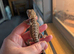Baby bearded dragons ready now