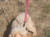 2 years old cockerpoo jess