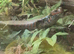 3 fire skinks