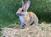Bunnies for sale now!