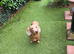 dachshund dog dog