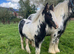 Stunning Cob Colt