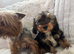 Beautiful yorkiepoo puppy