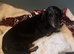 Miniature Dachshund female