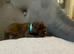 Working  cocker spaniel pups