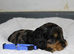 Gorgeous Schnocker puppies
