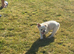 Fluffy Frenchie
